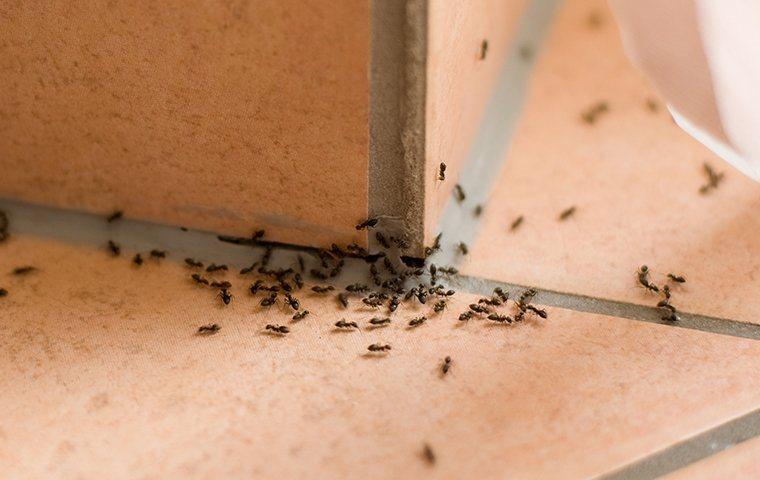 Albany Homeowners' Complete Ant Prevention Handbook