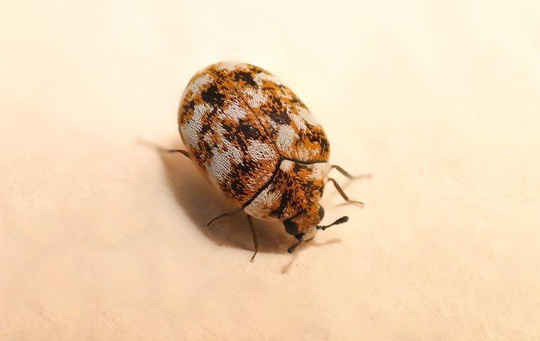 How To Get Rid Of Carpet Beetles In Portland