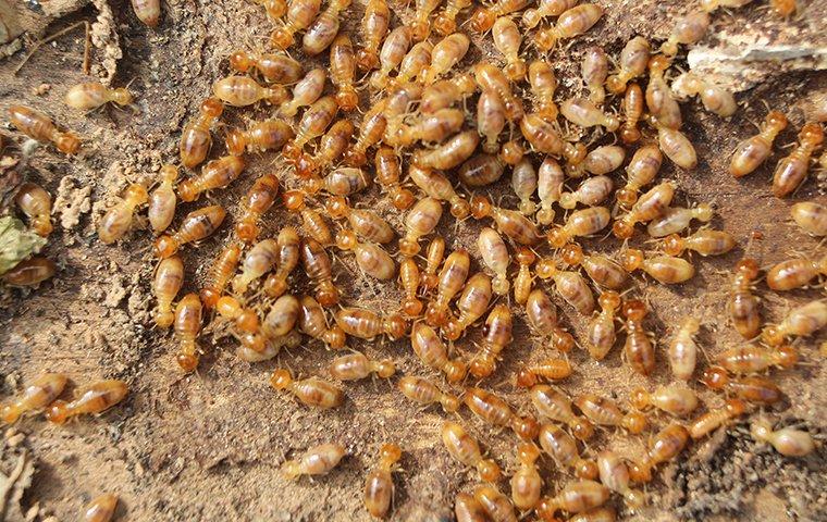 What's The Most Effective Way To Protect My Salem Home From Termites?