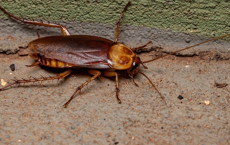 Eliminating Cockroaches For Good: A Comprehensive Approach For Salem Homes