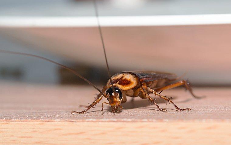 Why Do I Have Cockroaches In My Albany Home?