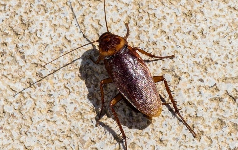 How To Choose The Right Insecticides For Cockroach Control In Albany