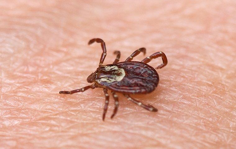 Effective Tick Control Strategies: Keeping Your Albany Property Safe