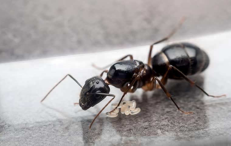 The Trick To Getting Rid Of Ants In Your Salem Home