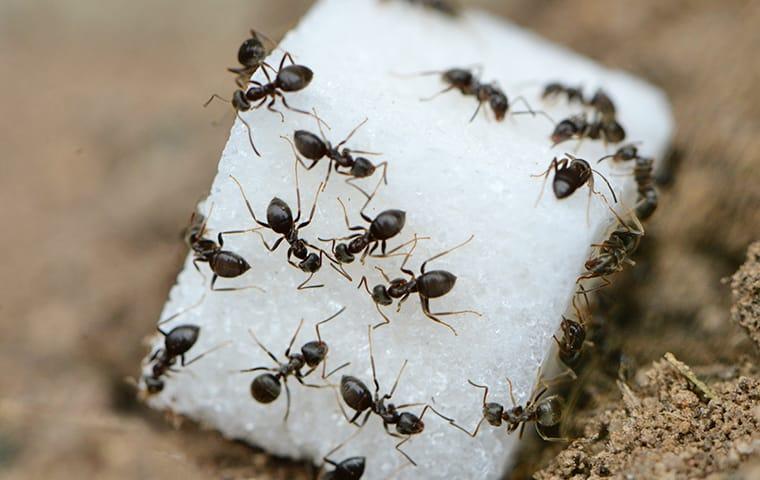 What's The Best Way To Get Rid Of An Ant Infestation In My Salem Home?