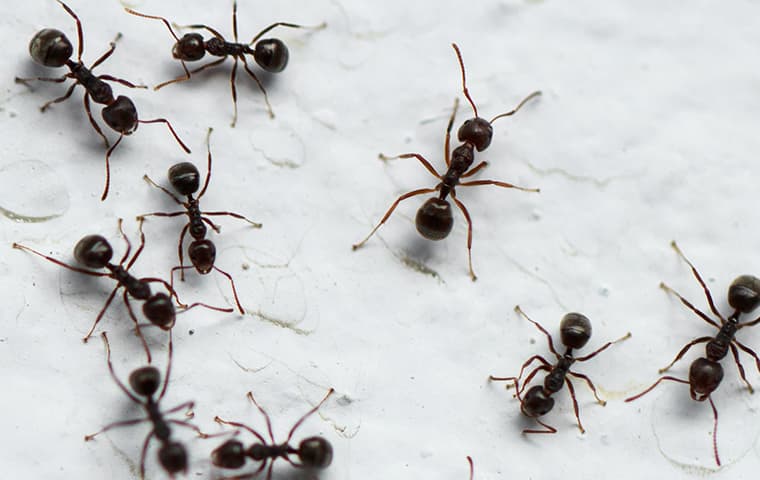 Ant Control In Portland: Your Ultimate Guide To Keeping Ants At Bay