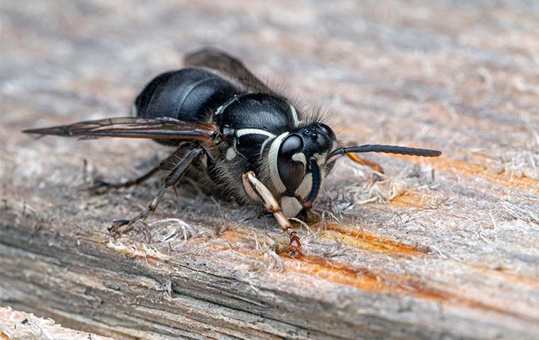 The Trick To Keeping Wasps Away From Your Detroit Lake, OR Property