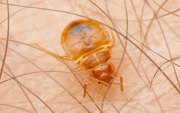 How To Completely Get Rid Of Bed Bugs In Your Albany Homes