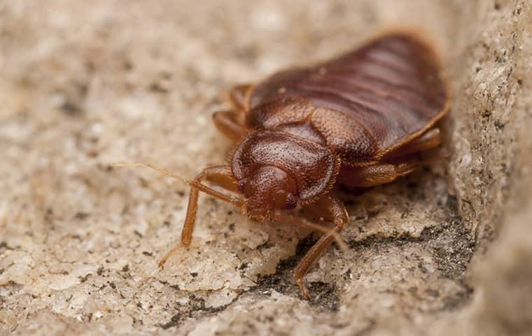 Don't Let The Bed Bugs Bite: The Effective Control Solution For Your Salem Home