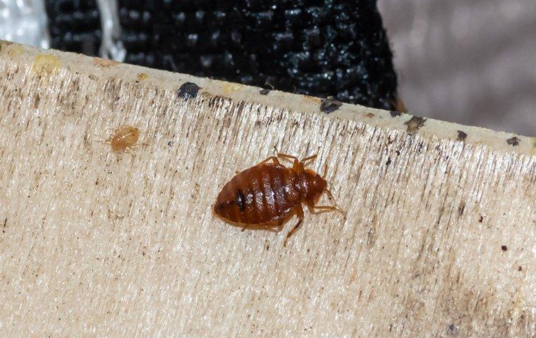 Why You Should Call The Professionals About Bed Bug Problems In Your Portland Home