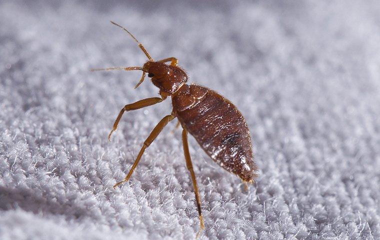 How To Stop A Bed Bug Infestation In Portland Before It Begins