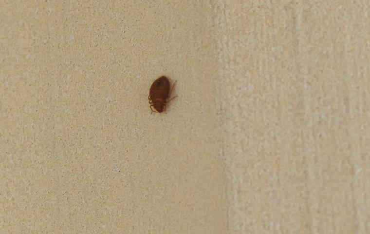 Bed Bugs In Salem: How They Get In And How To Keep Them Out