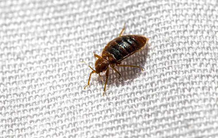 Why Do I Have Bed Bugs In My Albany Home?