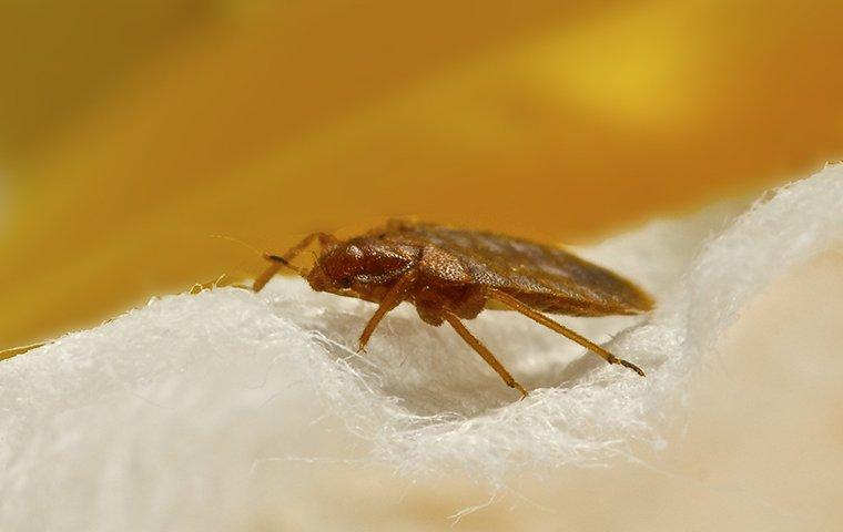 Say Goodbye To Bed Bugs: The Most Effective Treatment For Your Portland Home