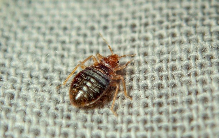 What's The Best Way To Get Rid Of Bed Bugs In My Albany Home?