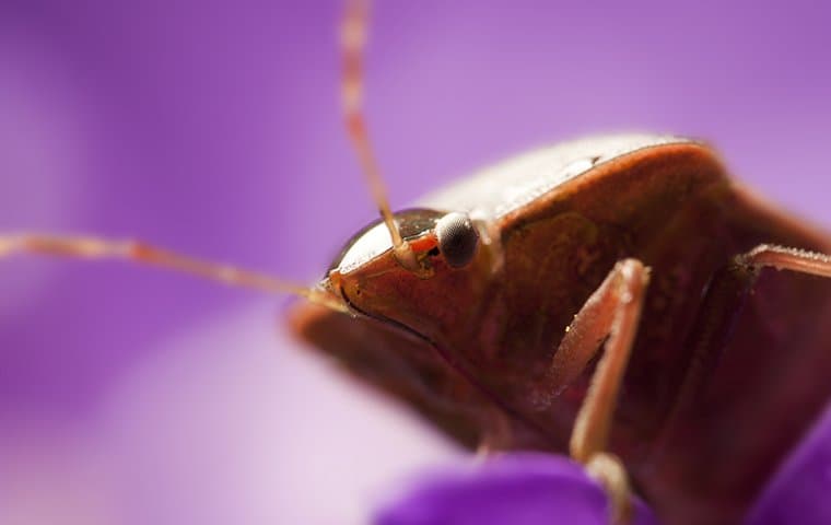 Bed Bug-Proofing Your Bedroom: A Comprehensive Approach For Salem Residents