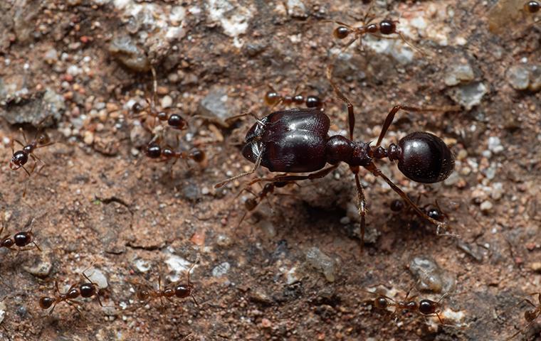 Why Ants Invade Portland Homes And How To Keep Them Out