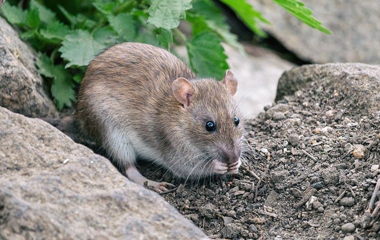 Rat Control In Portland: Your Guide To Getting Rid Of Rats