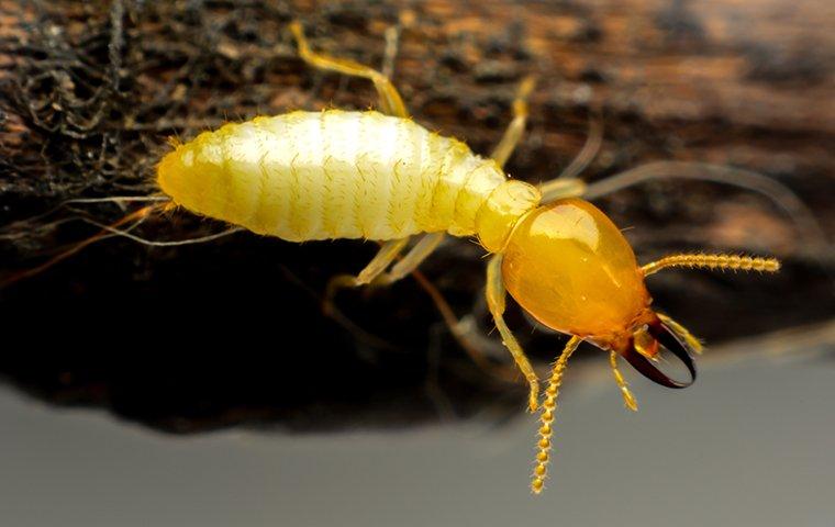 A Complete Guide To Termite Identification And Control For Salem Homeowners