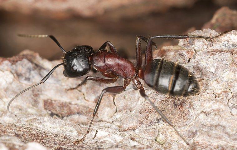 What To Do About Carpenter Ants On Your Portland Property