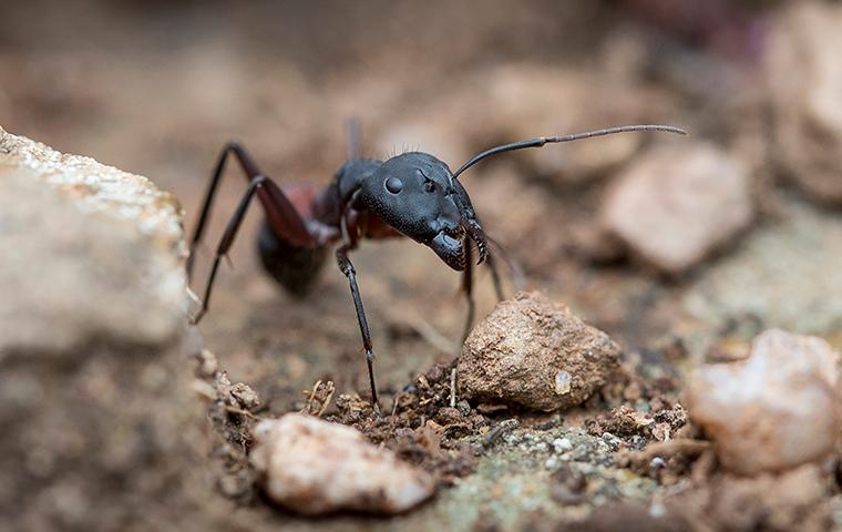 Five Signs Of Carpenter Ants Around Your Salem Property