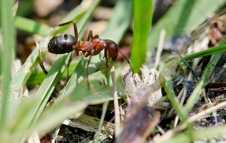 Keeping Ants Off Your Lawn In The Springtime