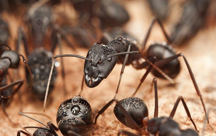 Everything Albany Homeowners Should Know About Carpenter Ants