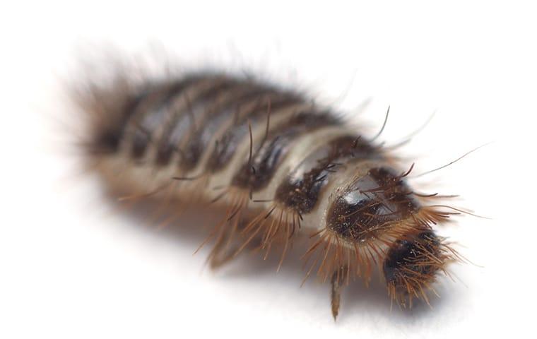 How Carpet Beetles Get Into Portland Homes