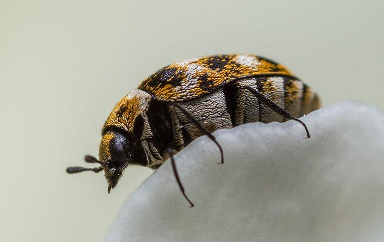Carpet Beetles 101: What Every Salem Homeowner Needs To Know
