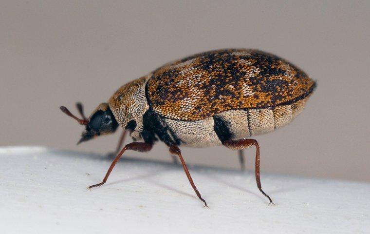 How Do I Get Rid Of Carpet Beetles In My Albany Home?