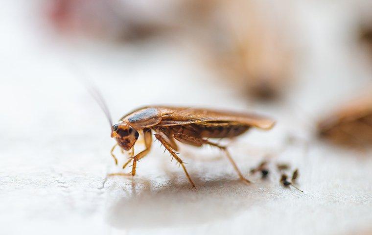 How To Get Rid Of Cockroaches: A Comprehensive Guide For Albany Homeowners