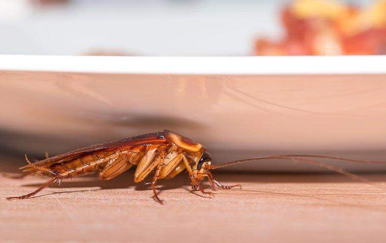 Roach Removal 101: What It Takes To Eliminate An Infestation In Your Albany Home