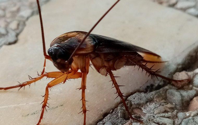 The Trick To Getting Rid Of Cockroaches In Your Portland Home