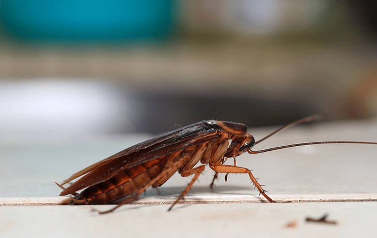 What It Takes To Get Rid Of A Cockroach Infestation In Your Salem Home