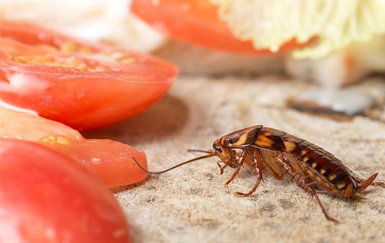 How To Get Rid Of Roaches In Your Salem Home For Good