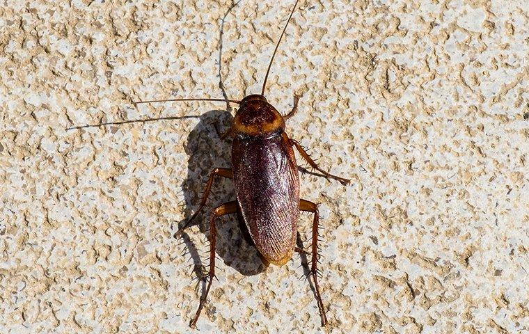 Why Cockroaches In Salem Are So Hard To Get Rid Of