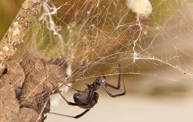 Albany Homeowners' Useful Spider Prevention Guide