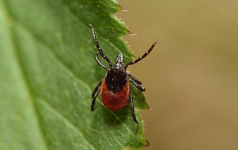 Salem's Ultimate Tick Prevention Handbook