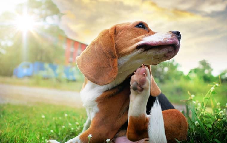 Preventing Late Summer Fleas Around Portland