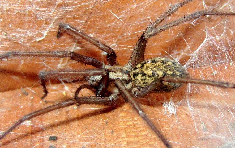 Why Do I Have Spiders In My Portland Home?