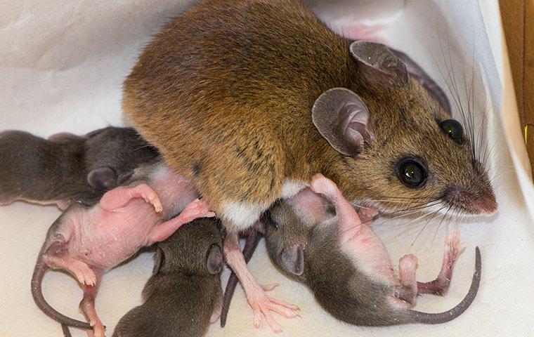 Portland’s Ultimate Rodent Prevention Guide