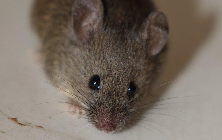 How Do I Get Rid Of Mice In My Portland Home?