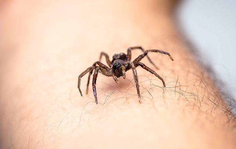 How To Tell If The Spider In Your Portland, OR Home Is Dangerous