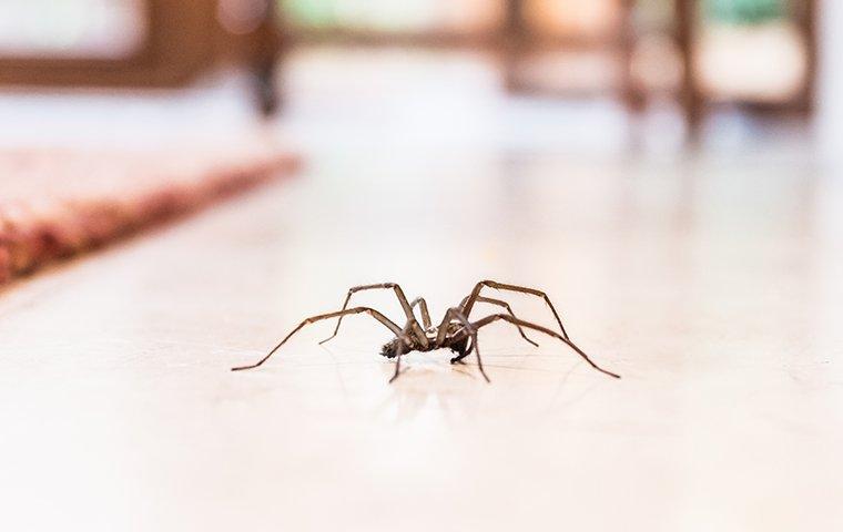 Spider Wars: How To Win The Battle Against Arachnids In Portland