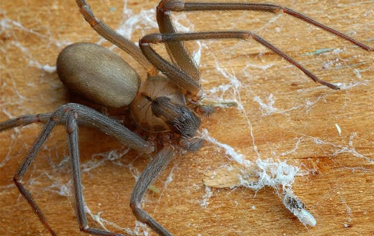 A Step-By-Step Guide To Effective Spider Control For Portland Property Owners