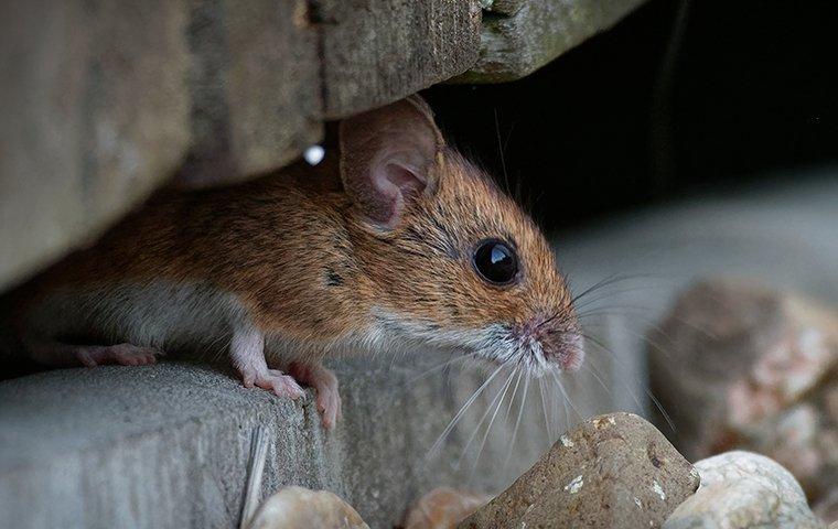 How To Get Rid Of Rodents In Your Portland Home