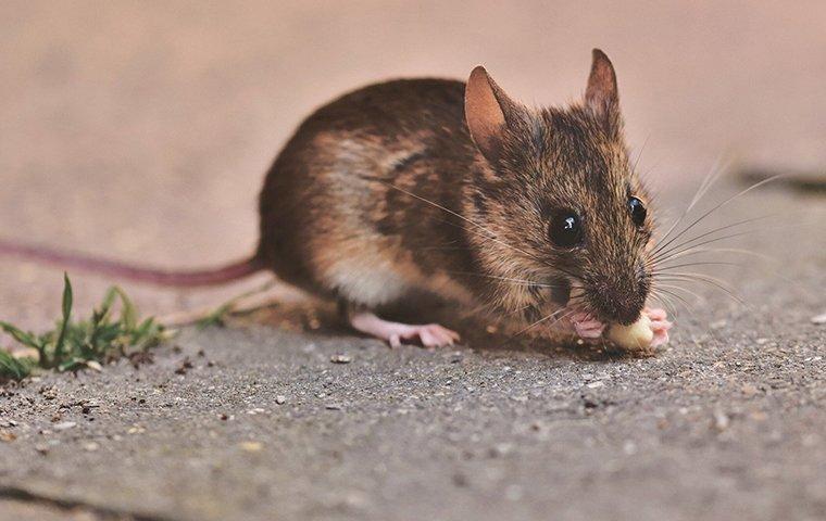 All The Ways Mice Get Into Portland Homes