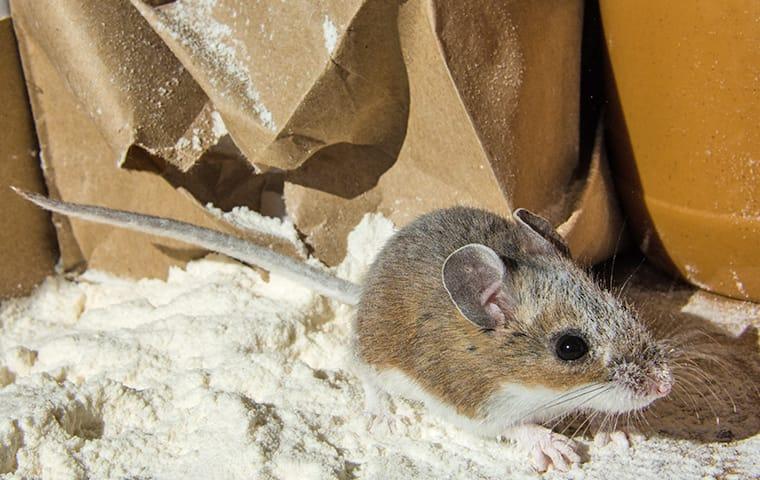 What It Takes To Get Rid Of Mice In Your Albany Home