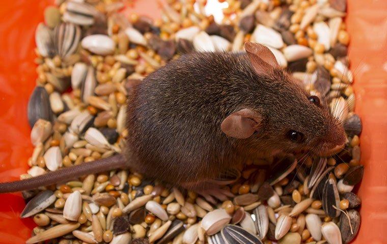 Why You Should Call The Professionals About Rodents In Your Portland Home