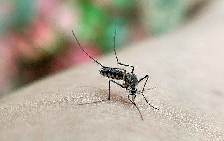 The Ultimate Guide To Mosquito Control: Tips And Tricks For Your Albany Property